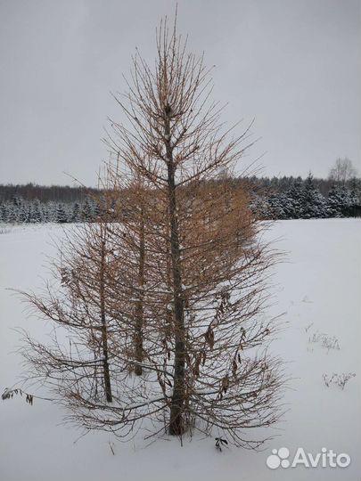 Деревья для декора
