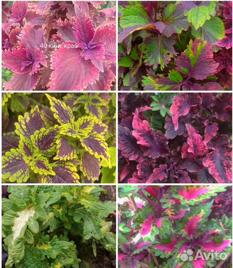 Колеусы вегетативные