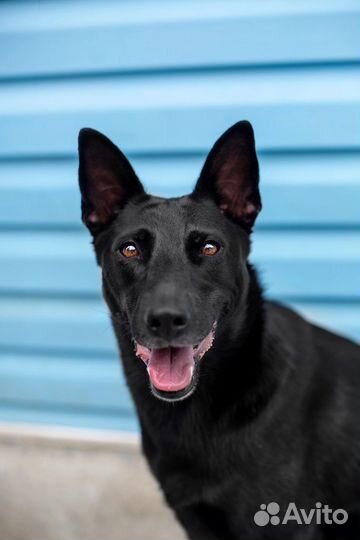 Собака улыбака. Бирма 1.5г, стерильная