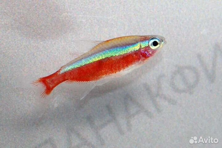 Неон красный