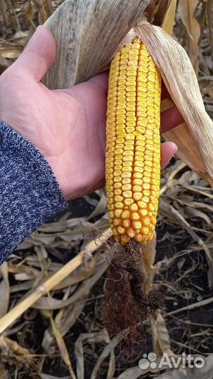Оригинальные семена кукурузы Bayer дкс Монсанто