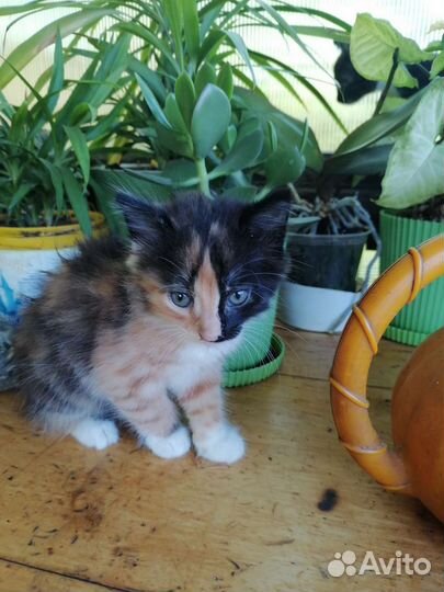 Кошка в дар