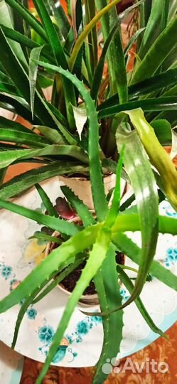 Продам алоэ (тысячелетник)
