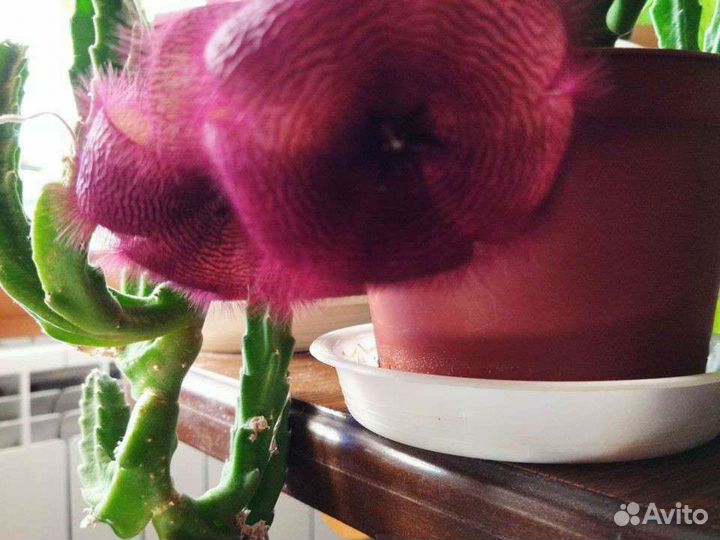 Кротон и др