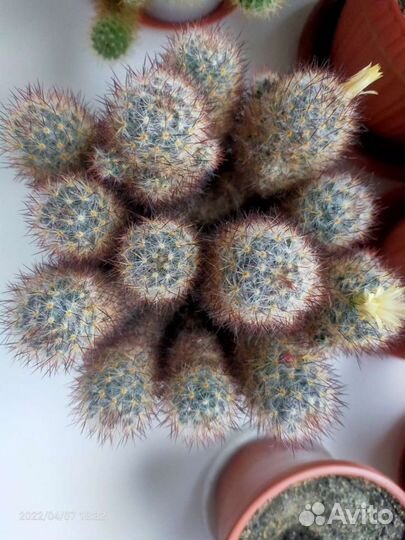 Кактус Маммиллярия побегоносная