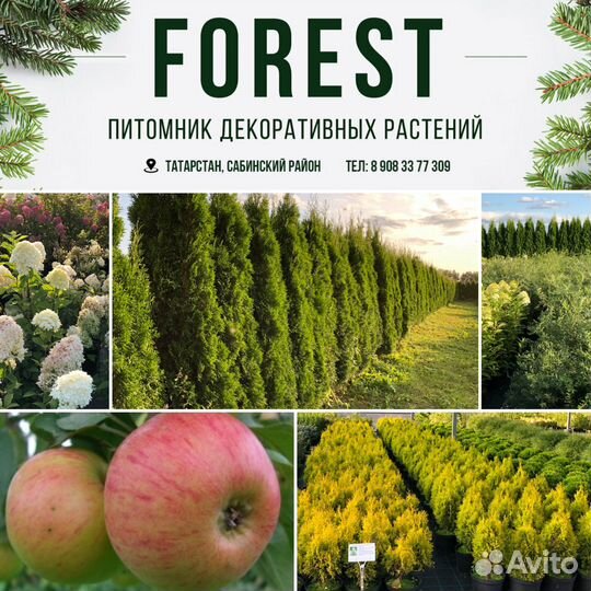 Туя западная Голден Смарагд