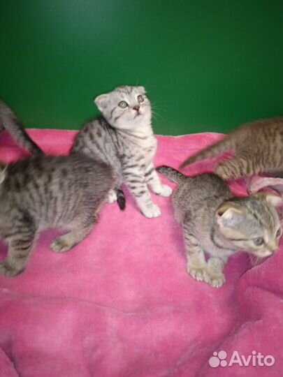 Счастье в дом)