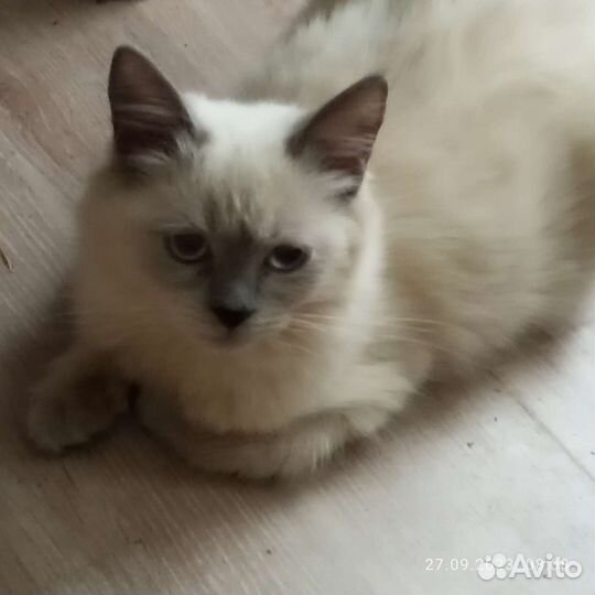 Невская маскарадная