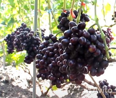 Саженцы винограда Подарок Несветая
