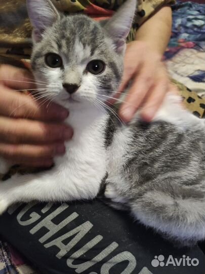 Котёнок в добрые руки