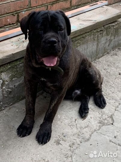 Кане корсо вязка