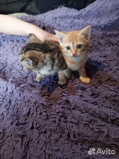 Котята