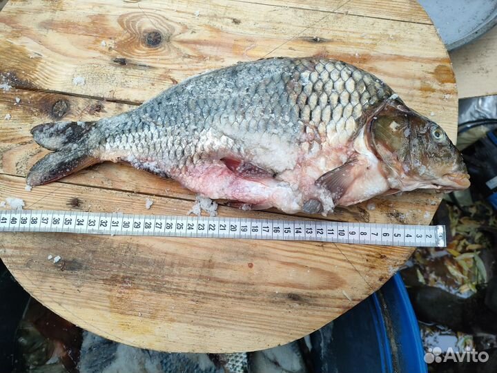 Карп соленый