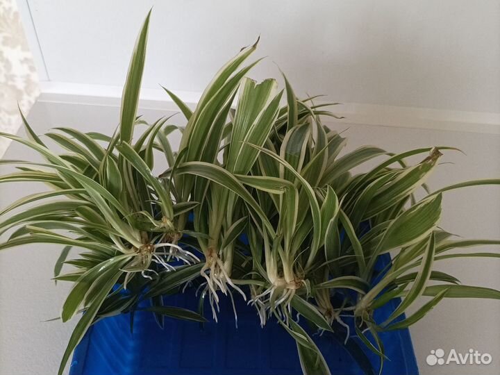 Хлорофитум