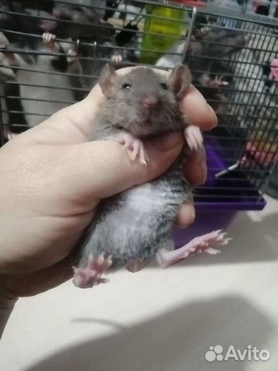 Крыса крысята дамбо