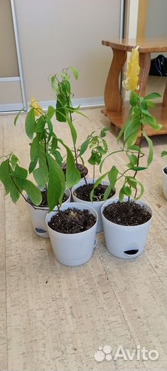 Пахистахис