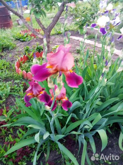 Ирисы бородатые