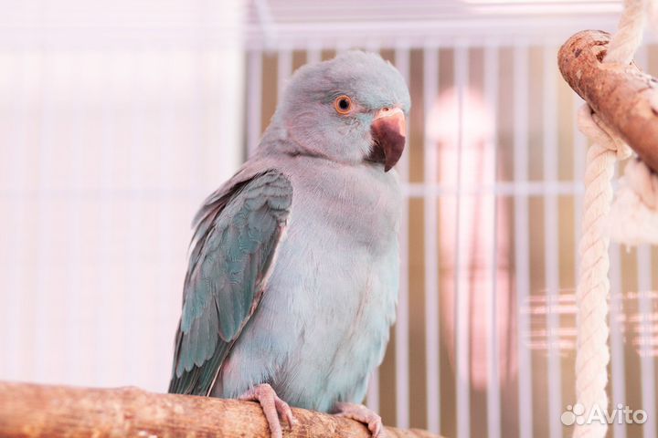 Ожереловый попугай ручные птенцы выкормыши