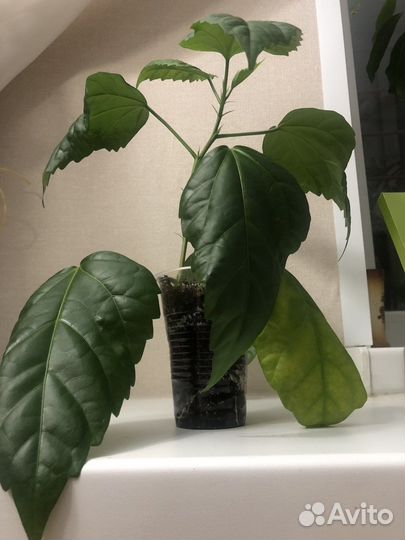 Гибискус китайская роза