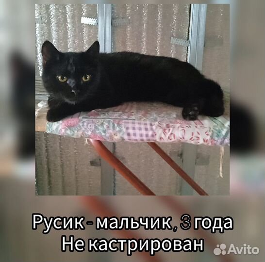 Кот