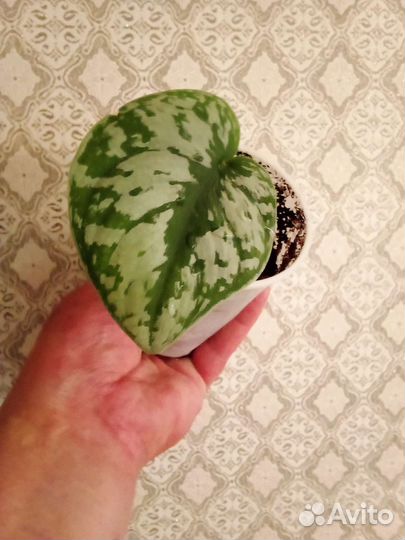 Эпипремнум Ауреа и Сциндапсус Экзотика