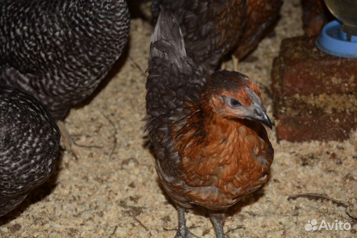 Куры несушки