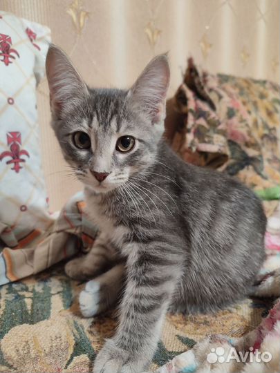 Милашки ждут хозяев