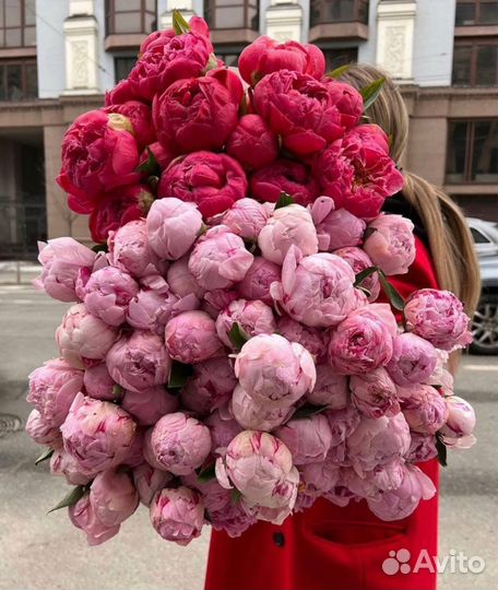 Пионы голландские по 169