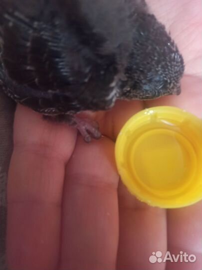 Стриж птичка