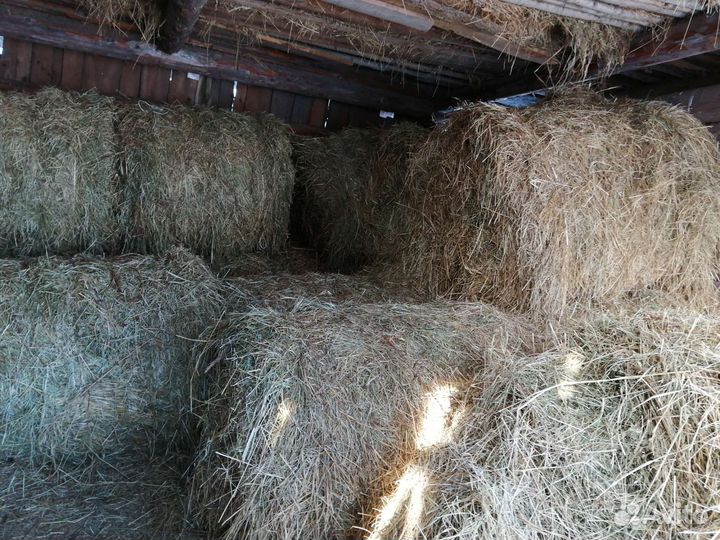 Продам сено в рулонах