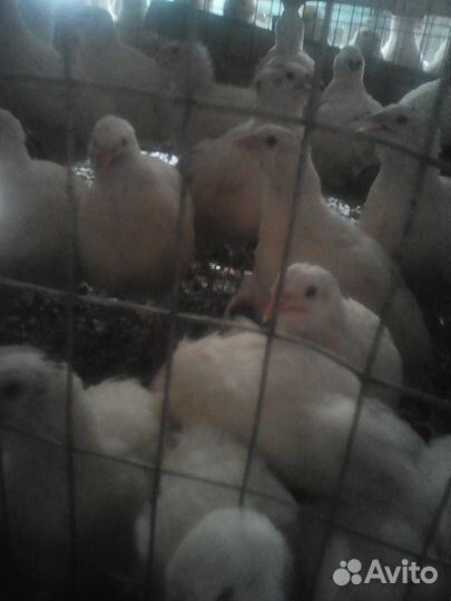 Перепела-живым весом