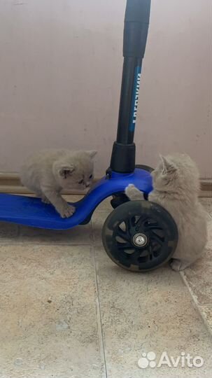 Британские котята