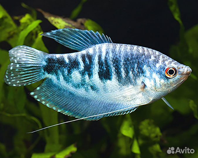 Аквариумные рыбки