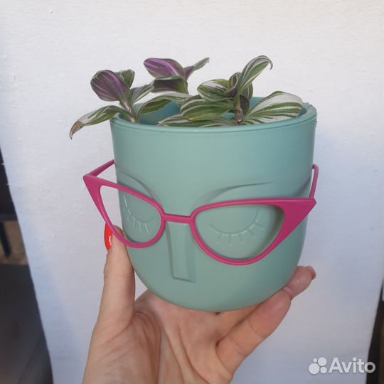 Традесканция нанук