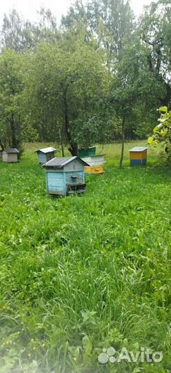 Улей с пчелами