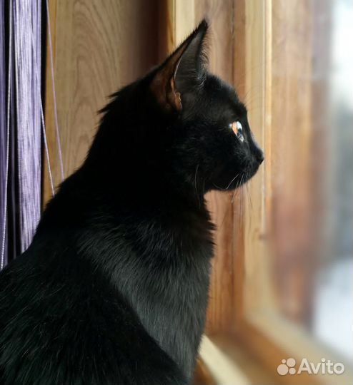 Подарю котят