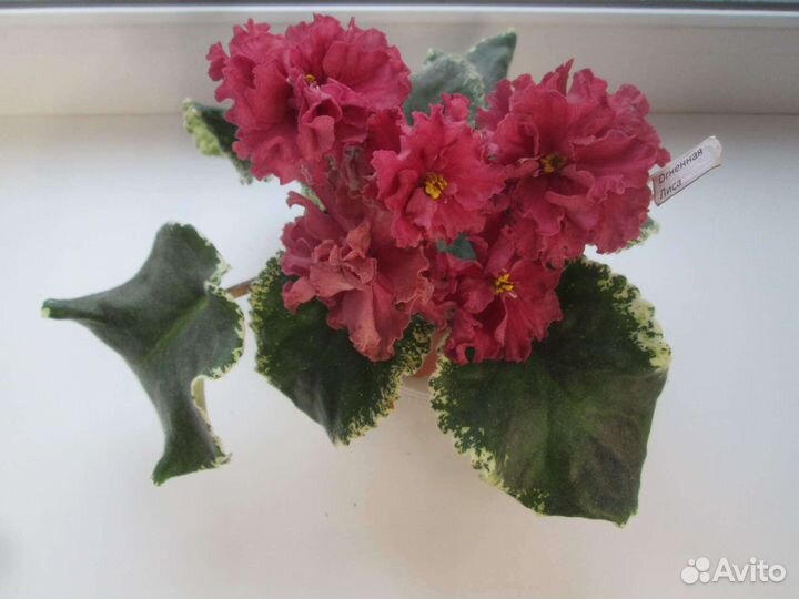 Сортовые фиалки