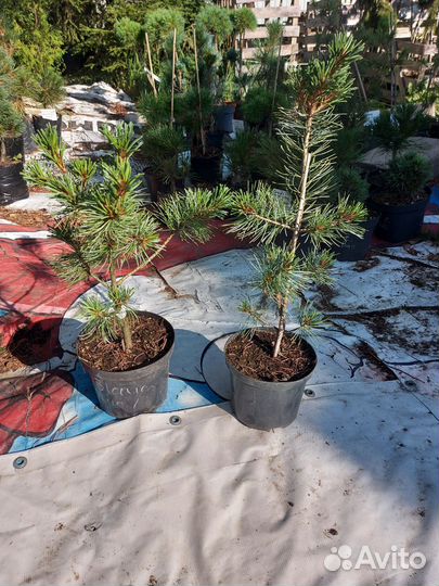 Pinus parviflora Blauer Engel 30+