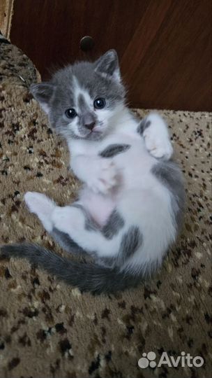 Очаровательные котята в добрые руки