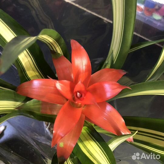 Гузмания комнатные цветы