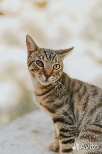 Полосатый кот