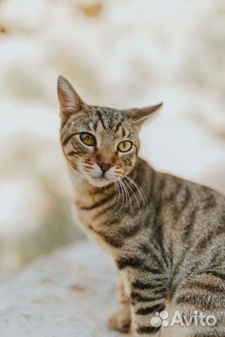 Полосатый кот