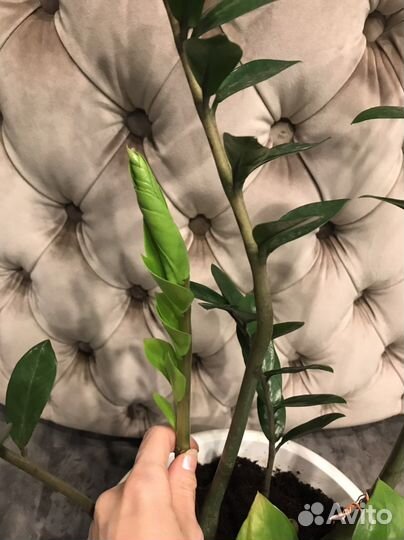 Замиокулькас