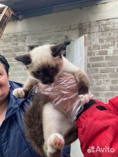 Великолепные котята