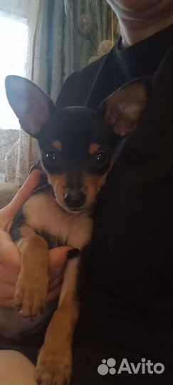 Собака мини той-терьер