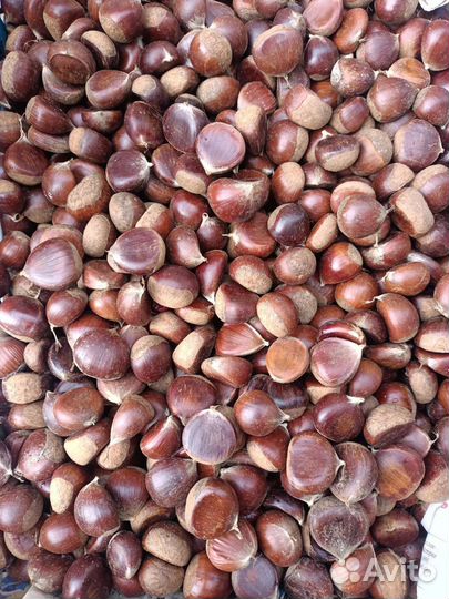 Каштан съедобный Урожай 2023