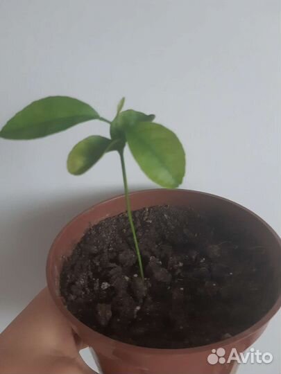 Маракуйя и микс цитрусовых