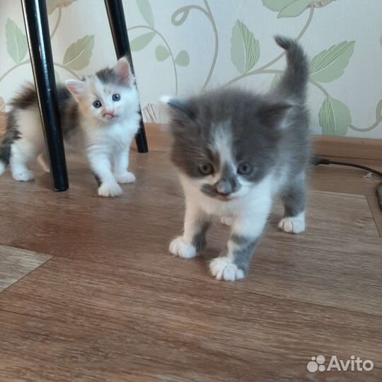 Котенок серый в дар