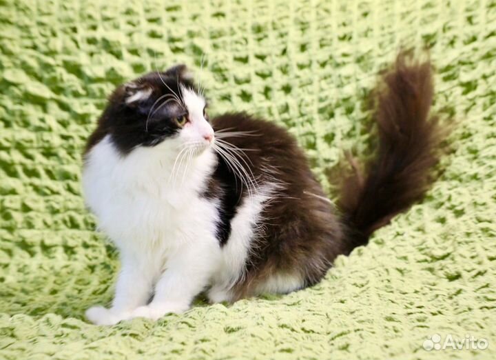 Оззи - любопытный котейка ищет дом