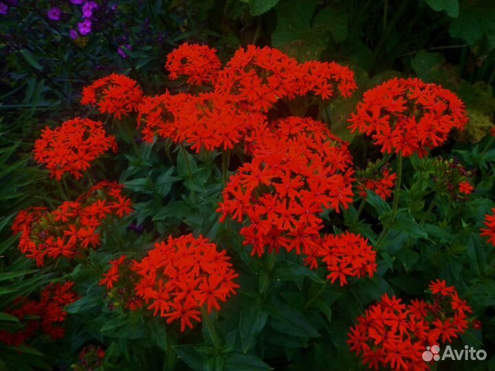 Цветы многолетники